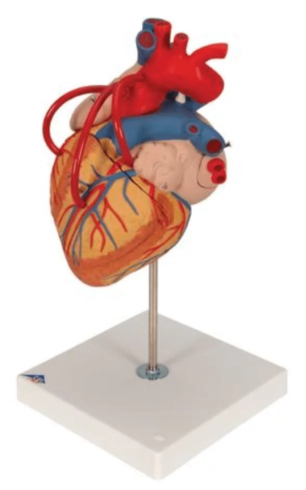  Model heart with bypass