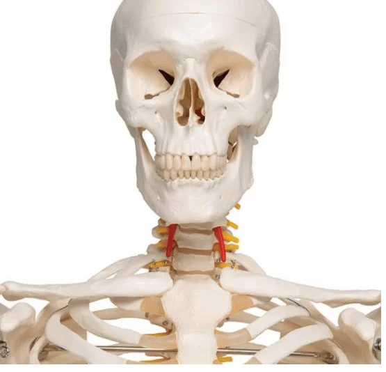  Skeleton Fred