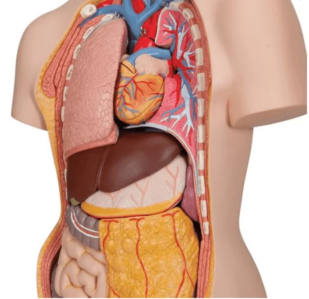  Model classic torso with open back