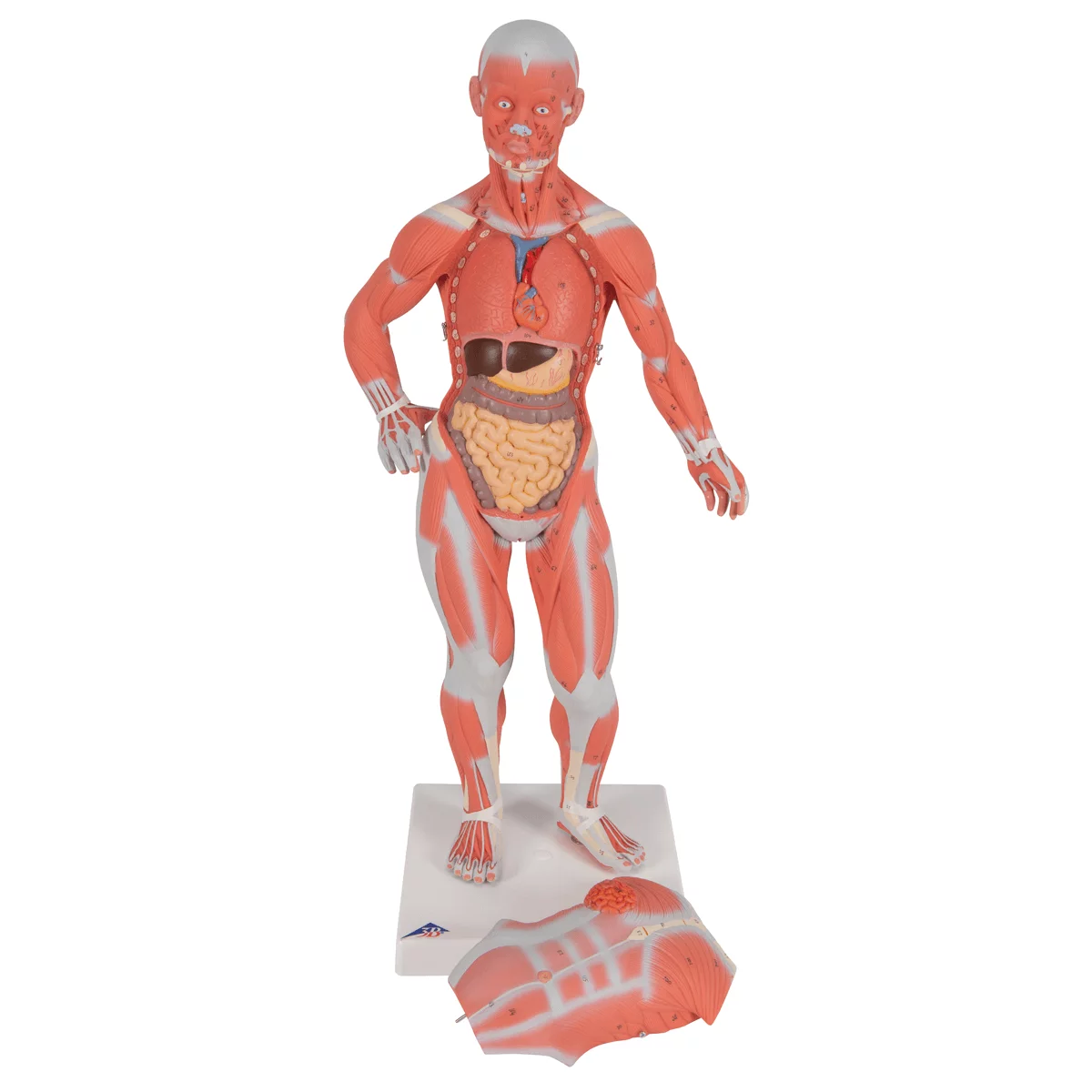  Model muscle figure