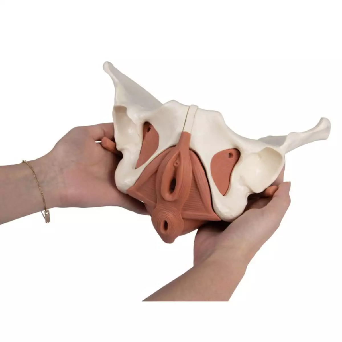  Female pelvic floor model