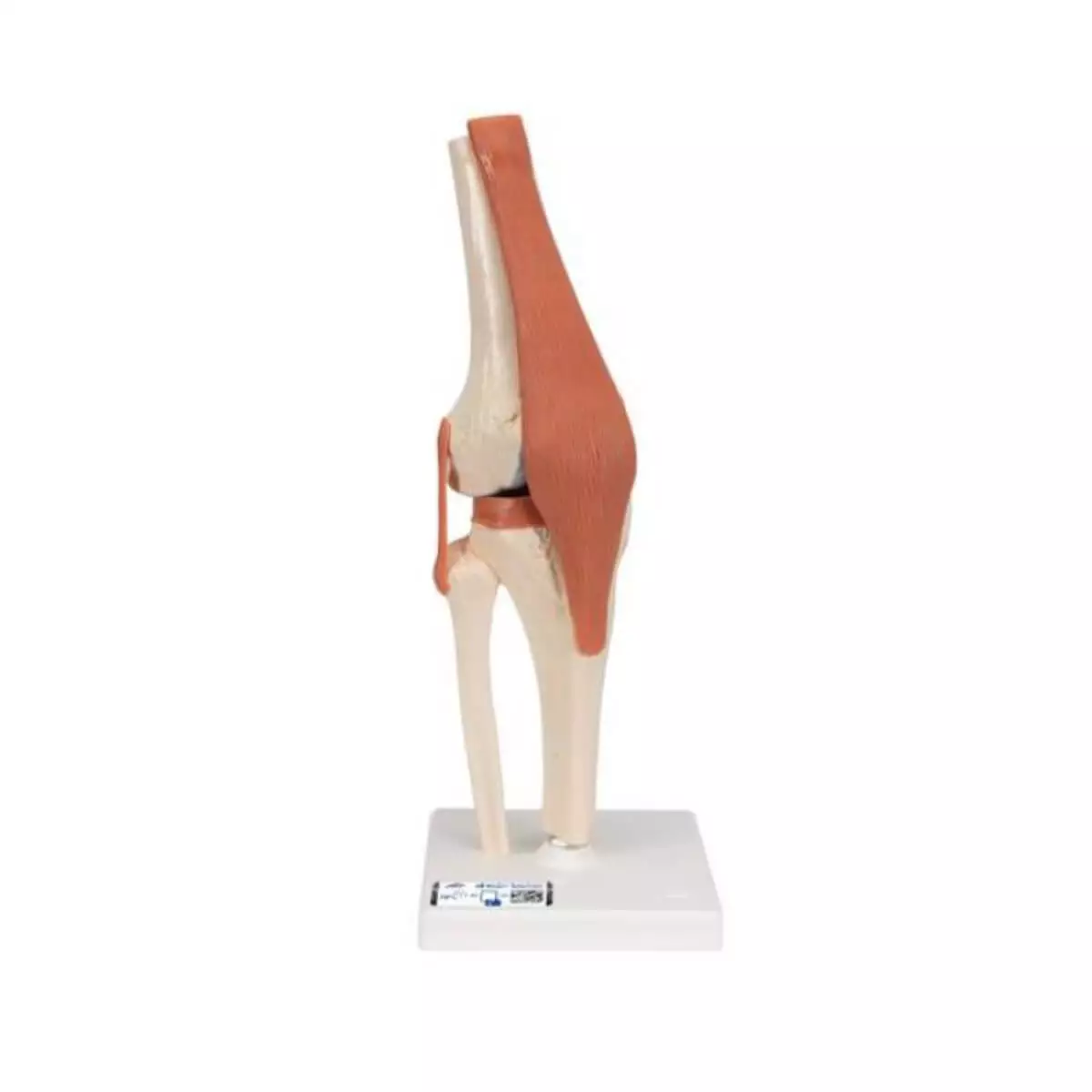  Luxury model knee joint