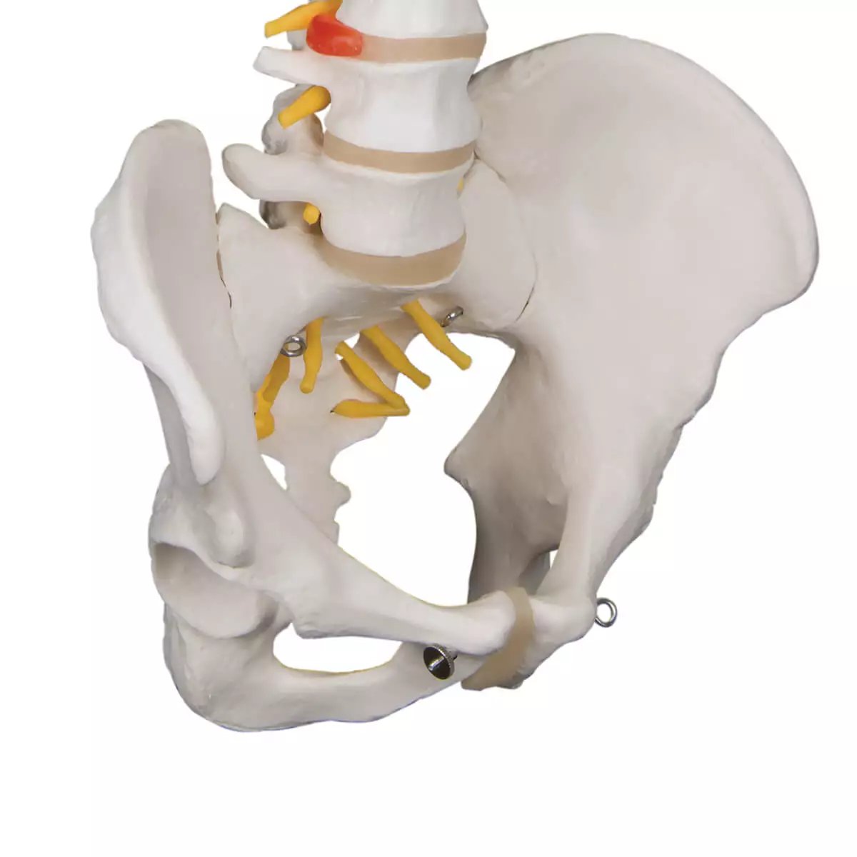  Model Classic Spine