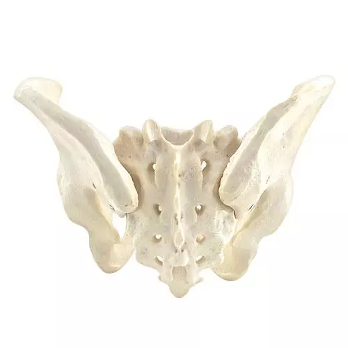  Model Anatomical Pelvis