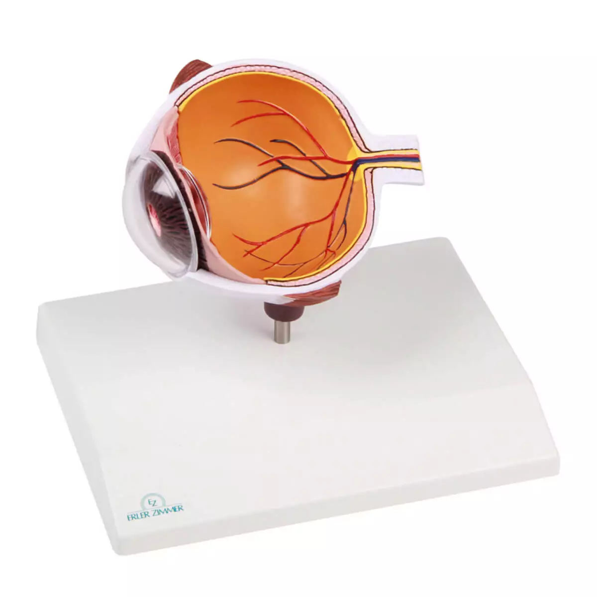  Enlarged cutaway eye - EZ Augmented Anatomy