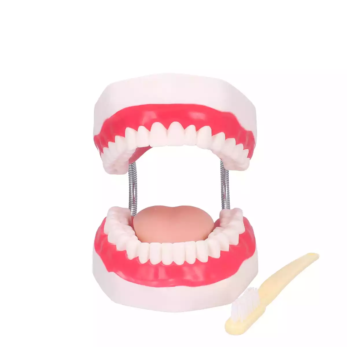  Dental care model with toothbrush
