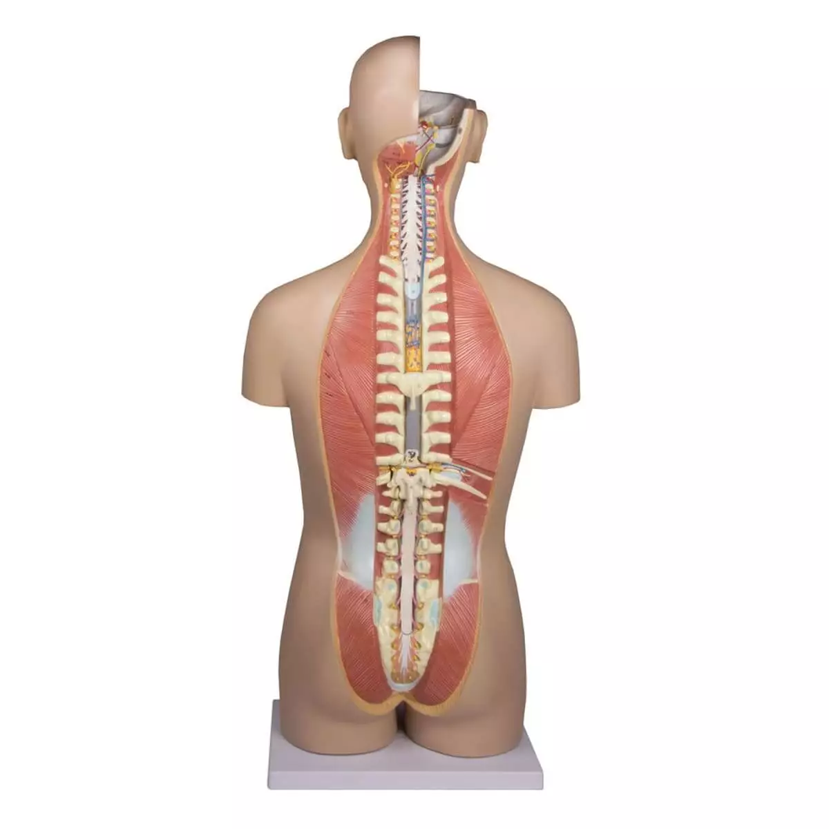  Torso model with open back