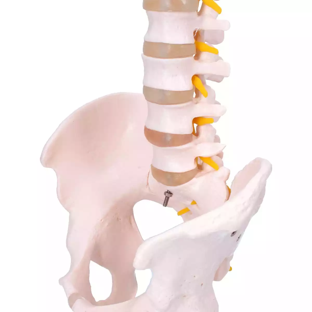  Spine model with pelvis