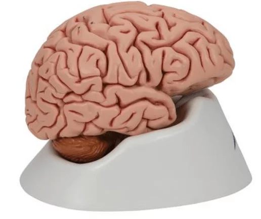  The Classic Brain