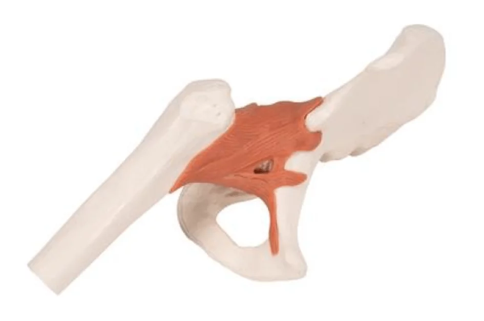  Functional Model of the Hip Joint