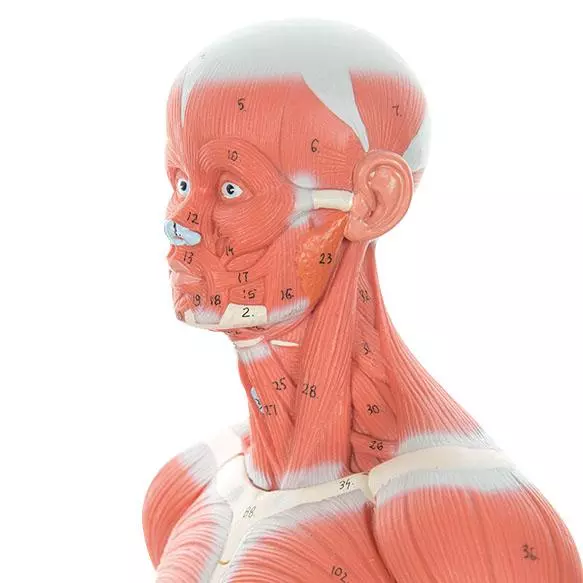  Model muscle figure
