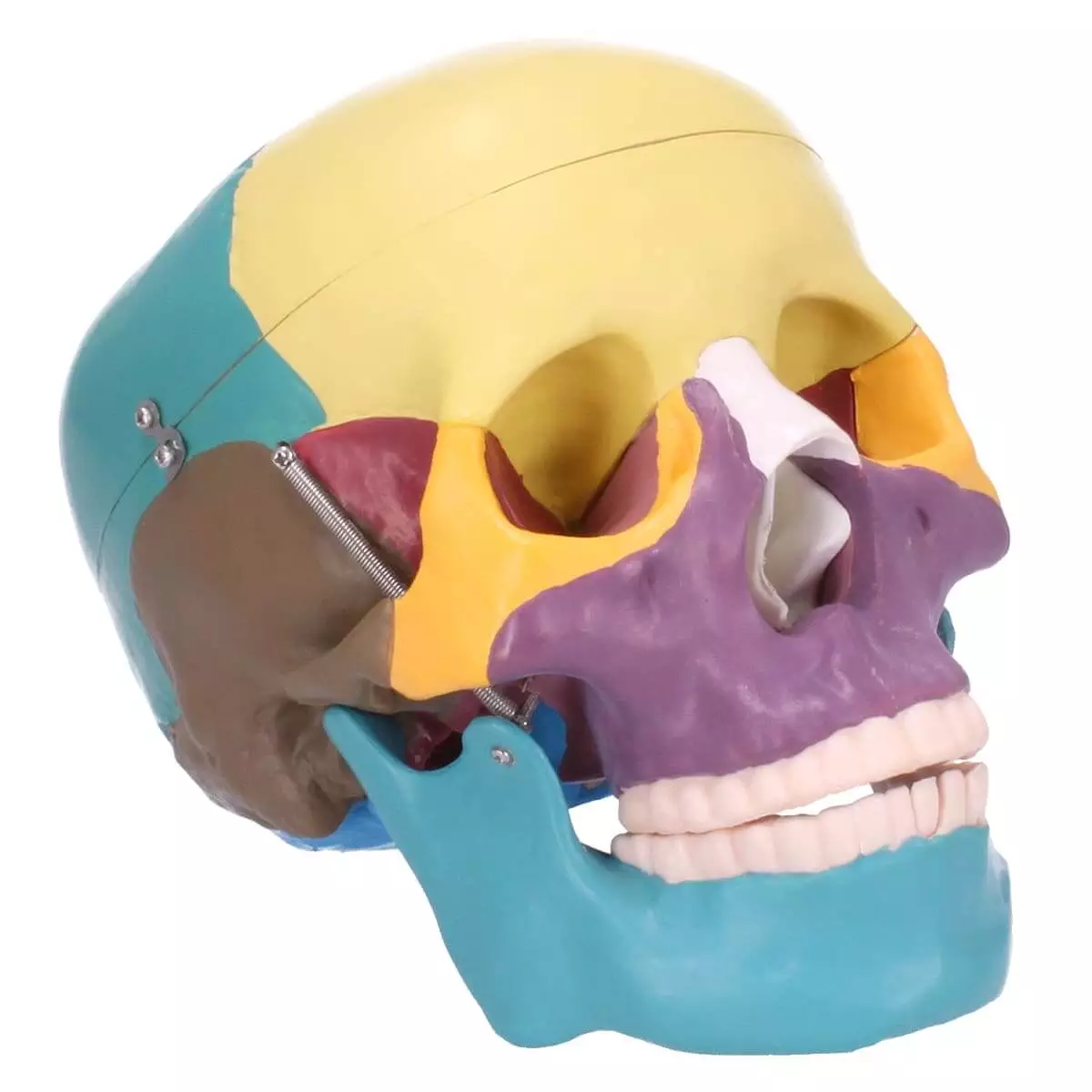  Skull model with didactic coloring