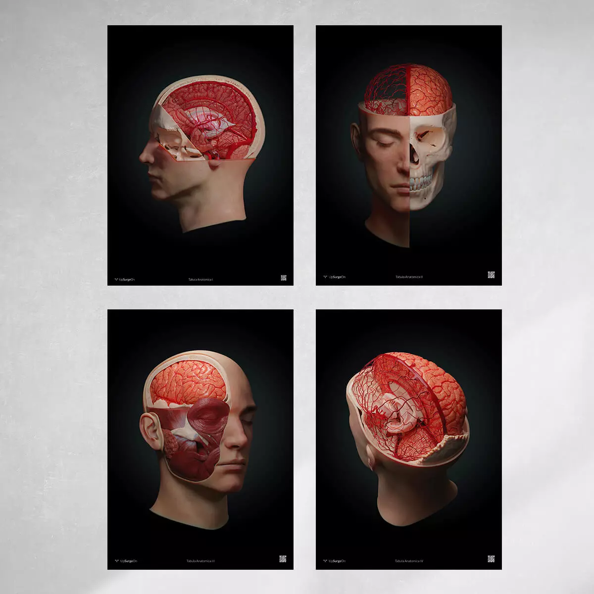  AnatomyARt Collection