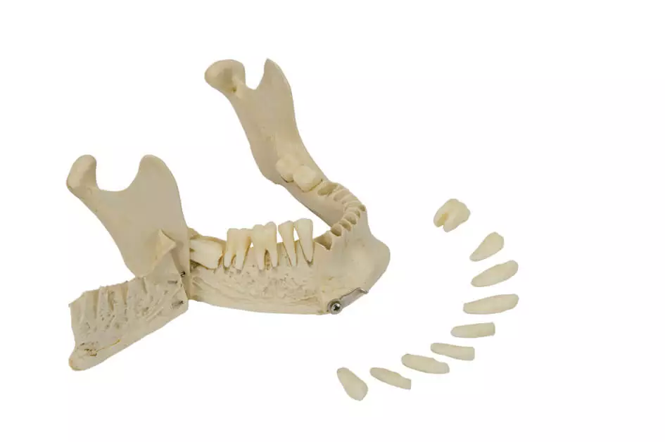  Model Skull
