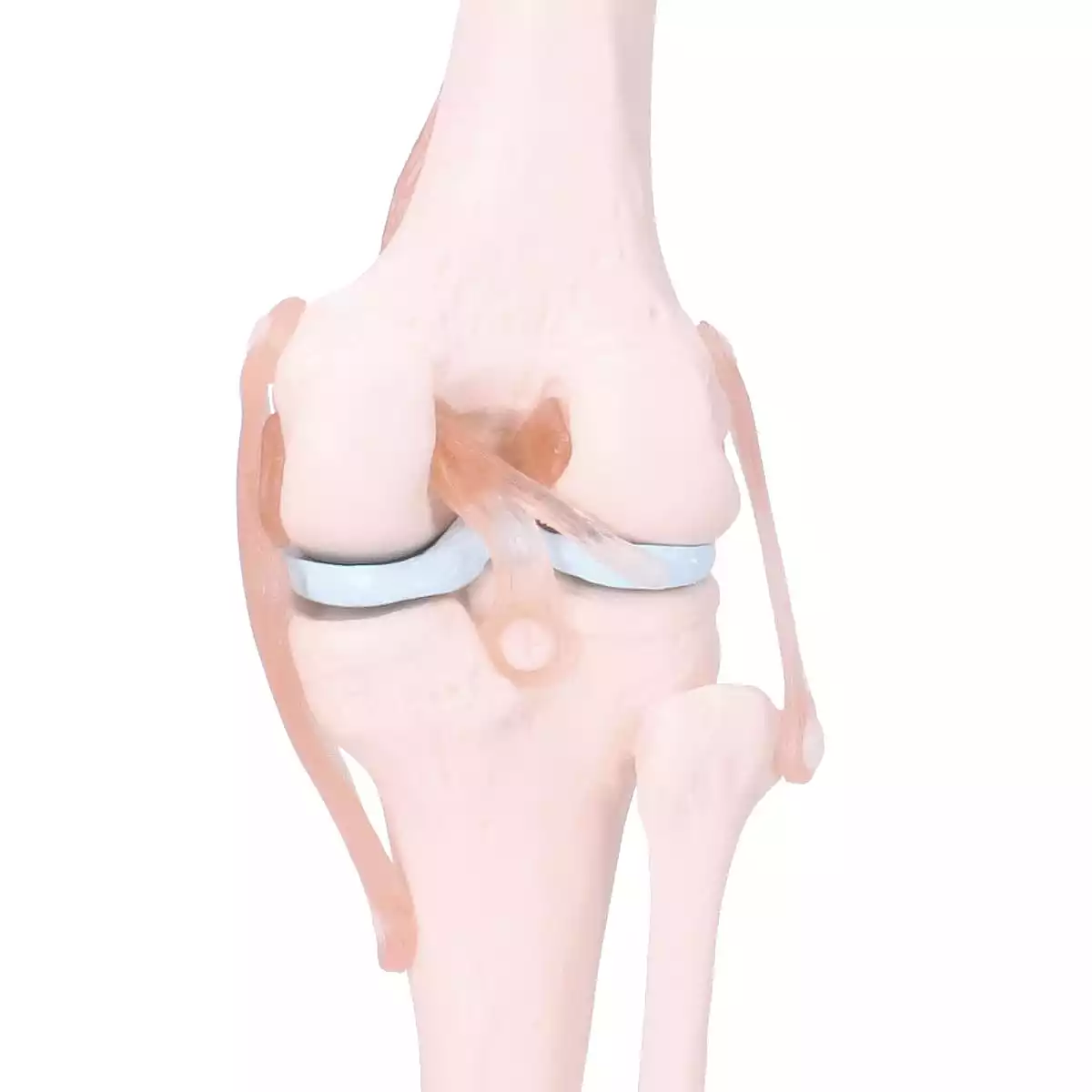  Anatomical knee joint model