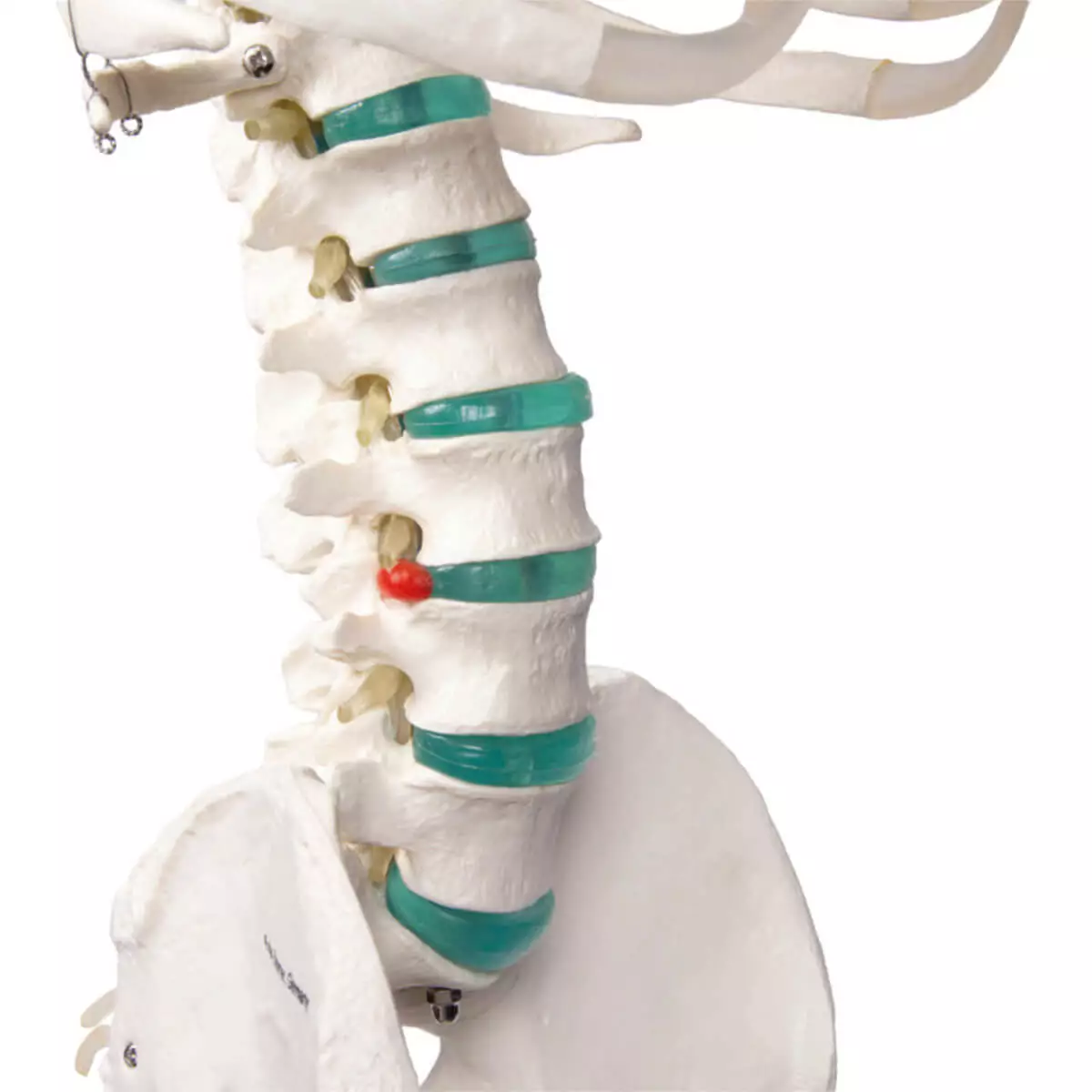  School skeleton "Oscar