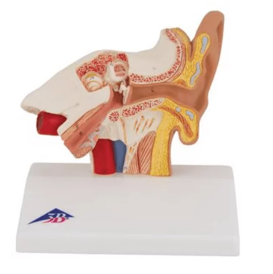  Desk Model of the Ear