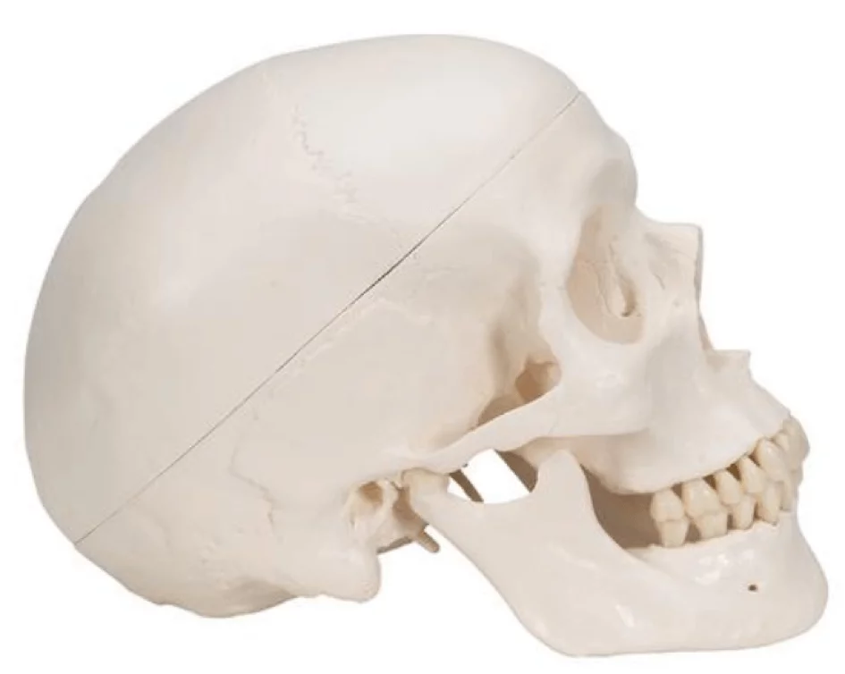  Classic skull - magnetic