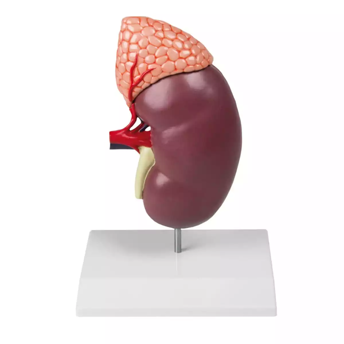  Kidney model 2 times size