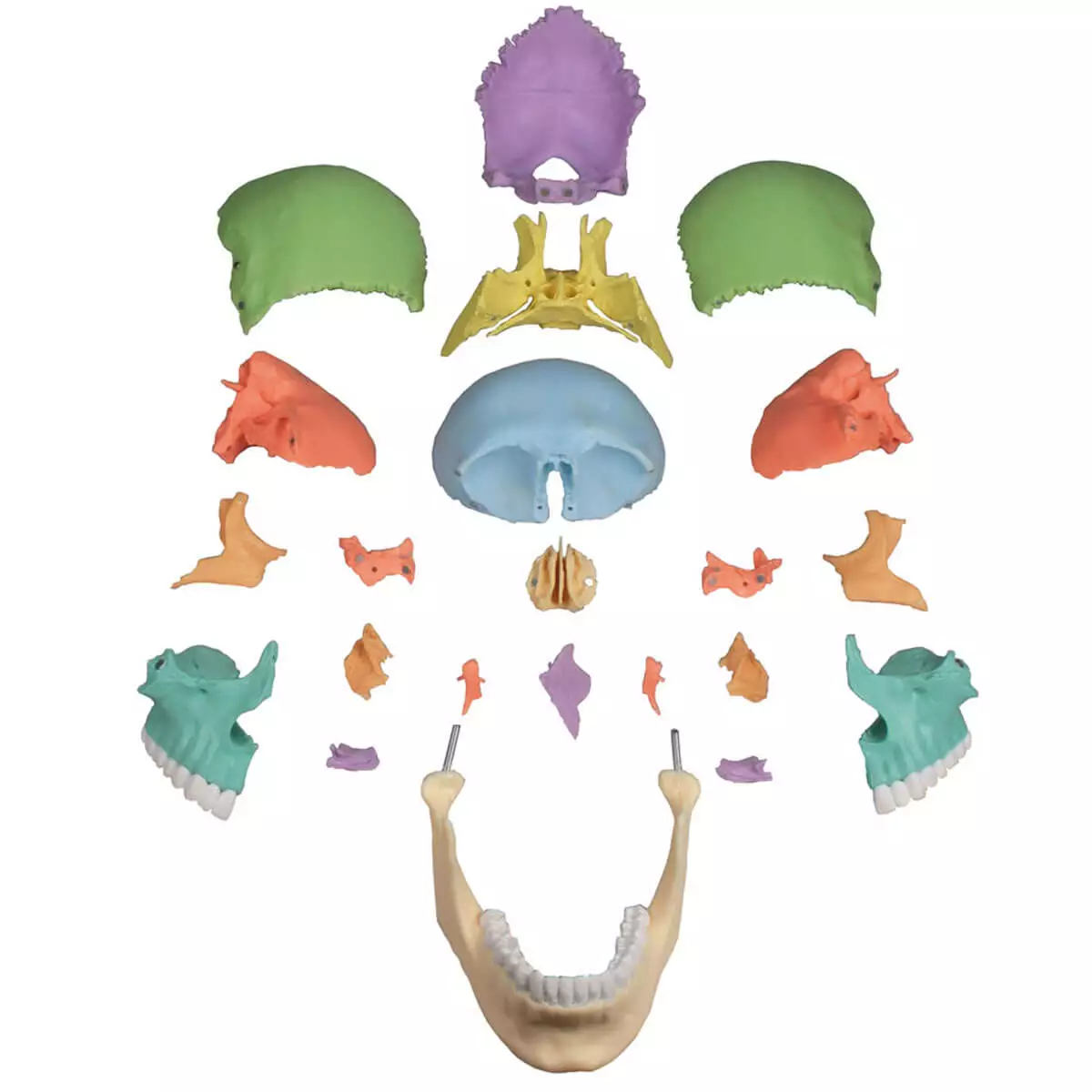  Didactic skull model