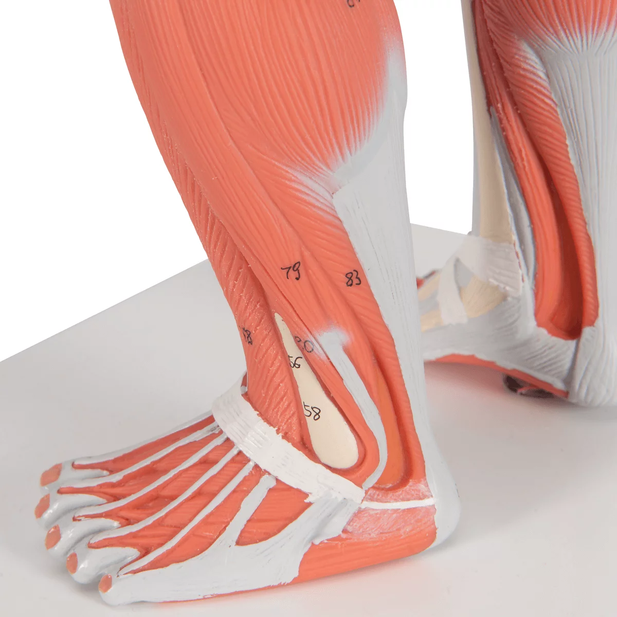  Model muscle figure