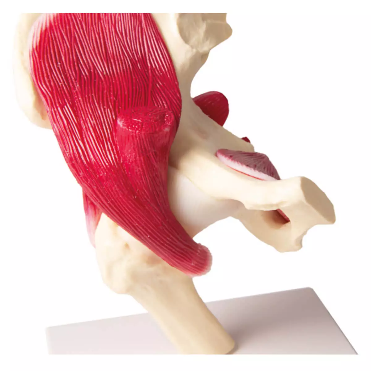  Hip joint model with muscles