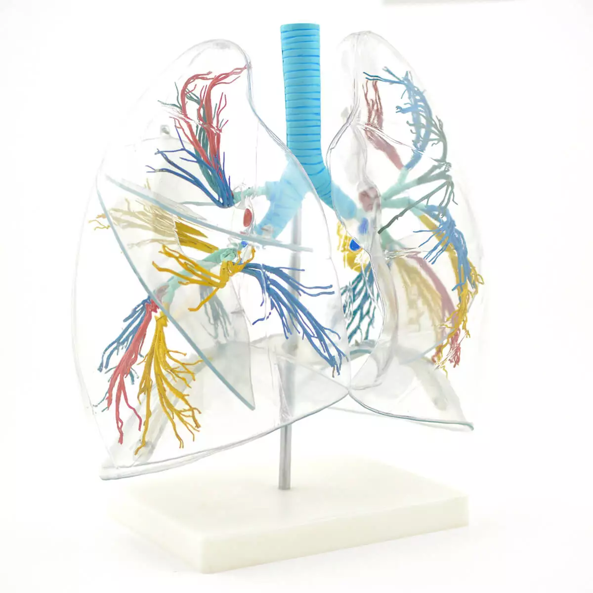  Transparent lung model with bronchial tree