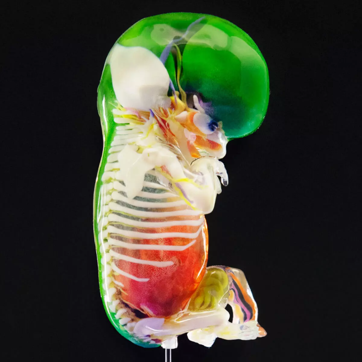 Carnegie stage embryo models Carnegie stage embryo models