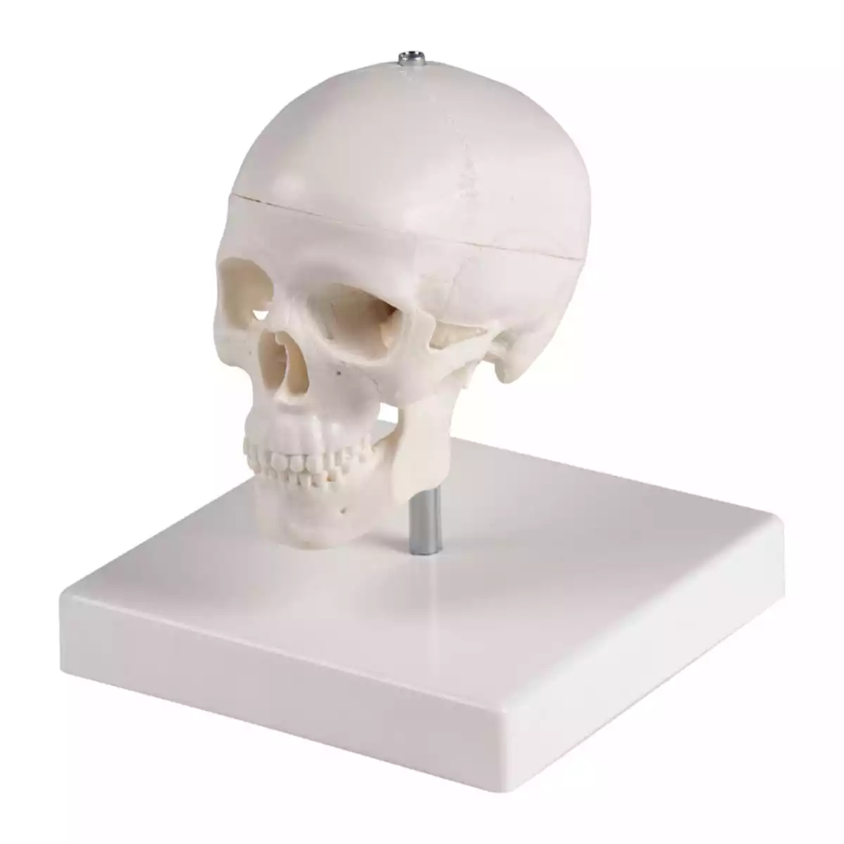  Miniature skull with tripod