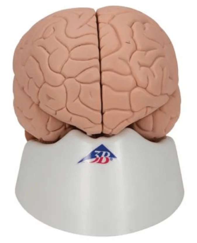  Model brain