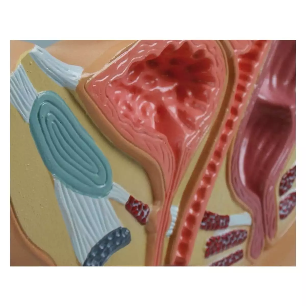  Female pelvic cut model