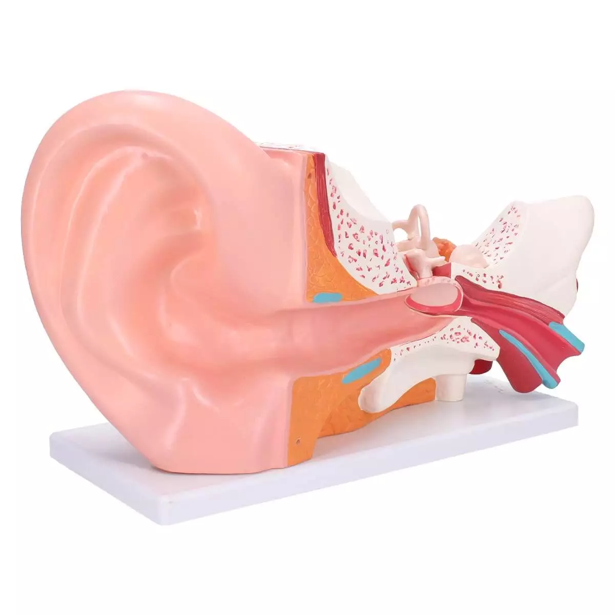  Anatomical ear model
