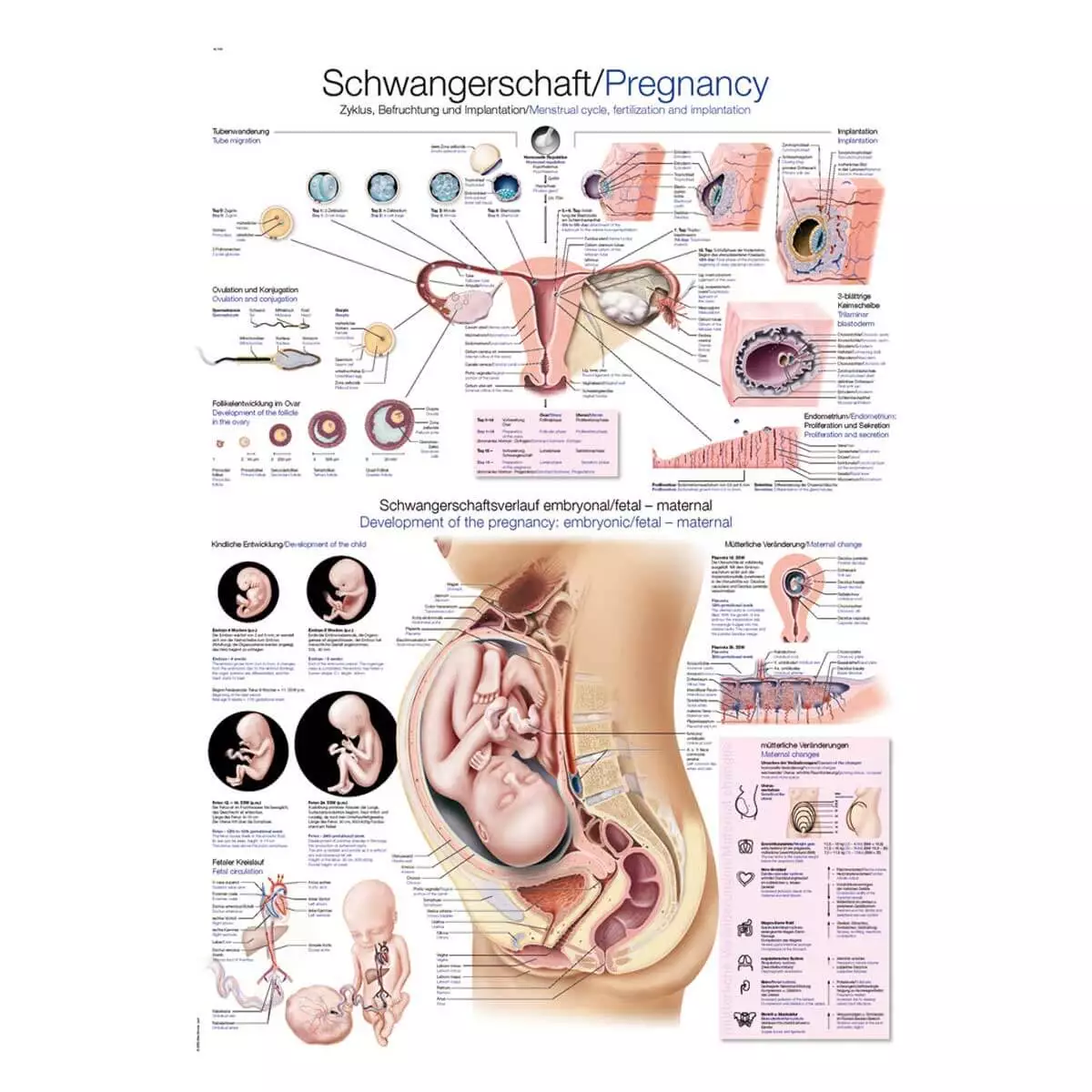  Tutorial board - Pregnancy