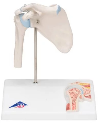  Mini model shoulder joint