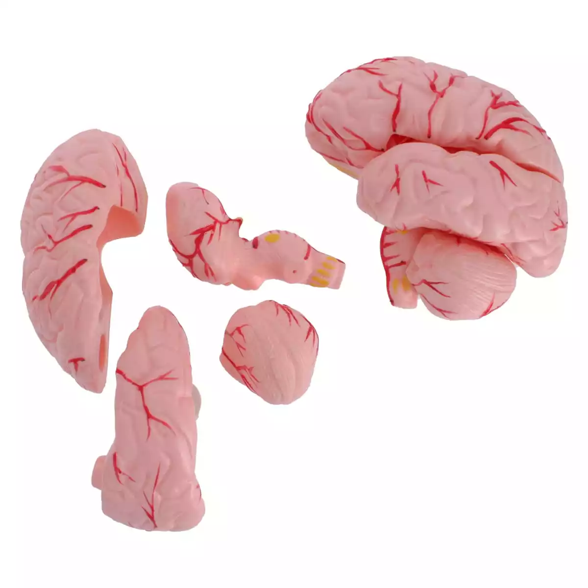  Anatomical head model with brain