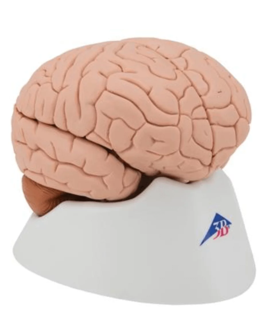  Model Classic Brain 4-piece