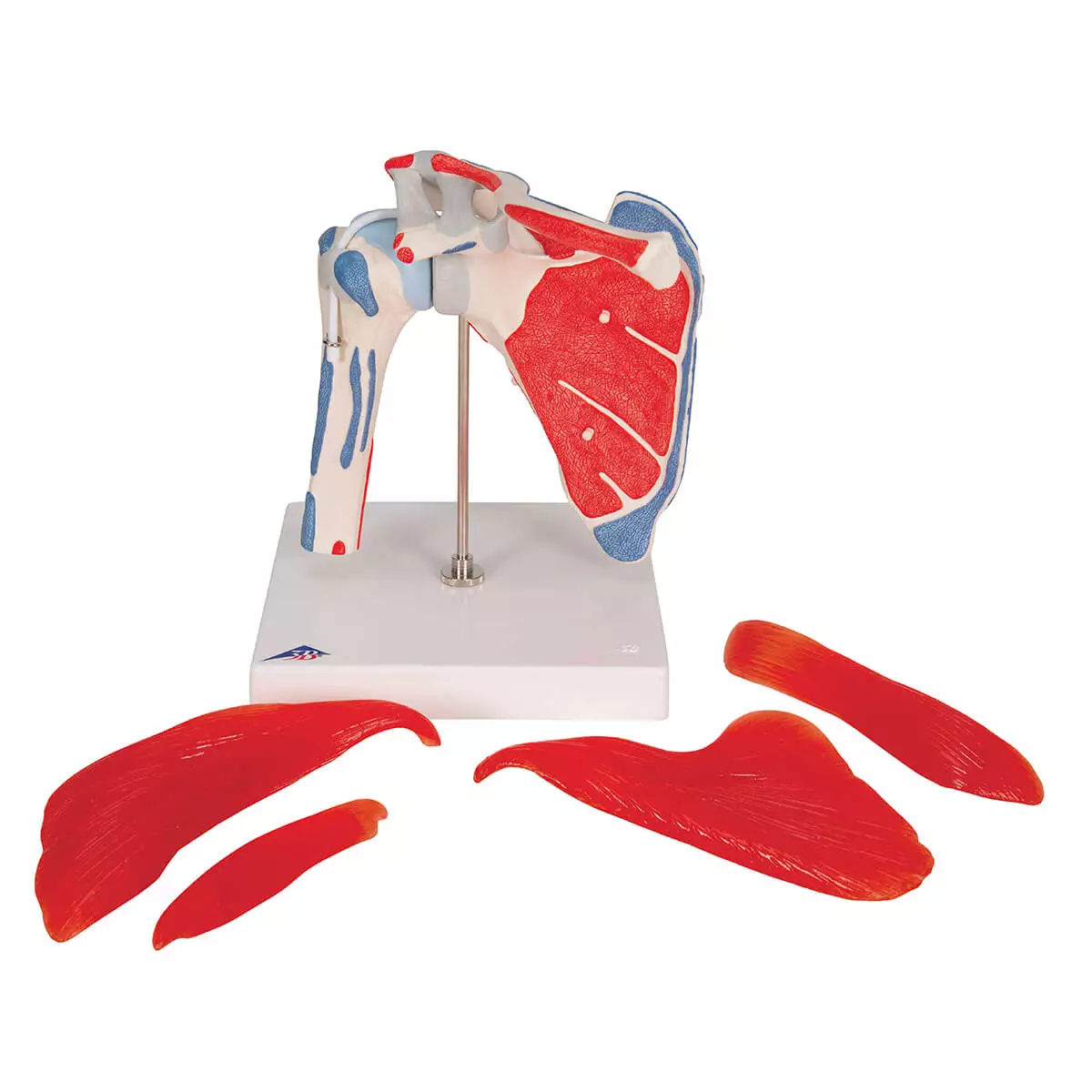  Shoulder joint model