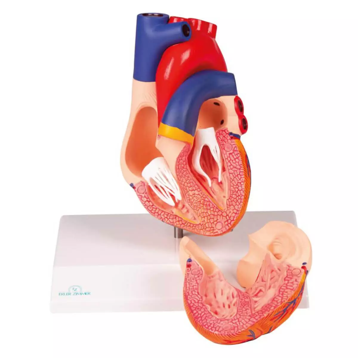 Heart model for EZ Augmented Anatomy App