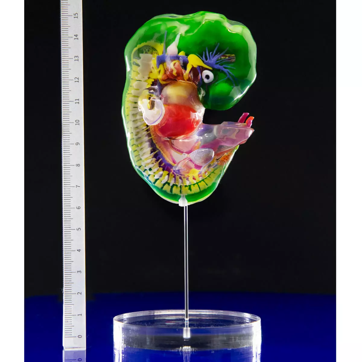 Carnegie stage embryo models Carnegie stage embryo models