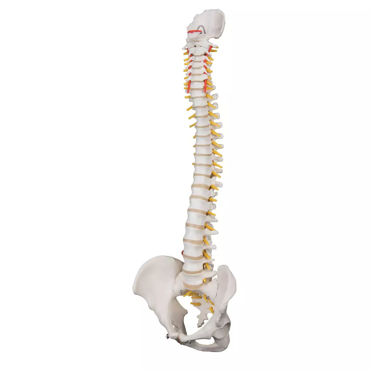  Flexible spine model