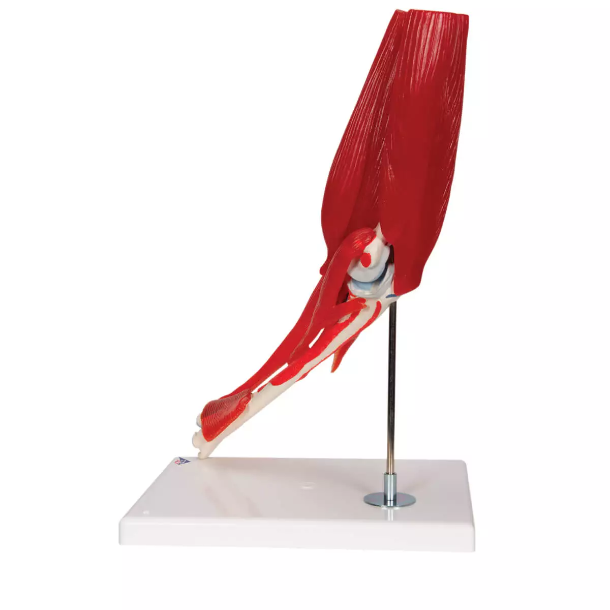  Elbow joint model