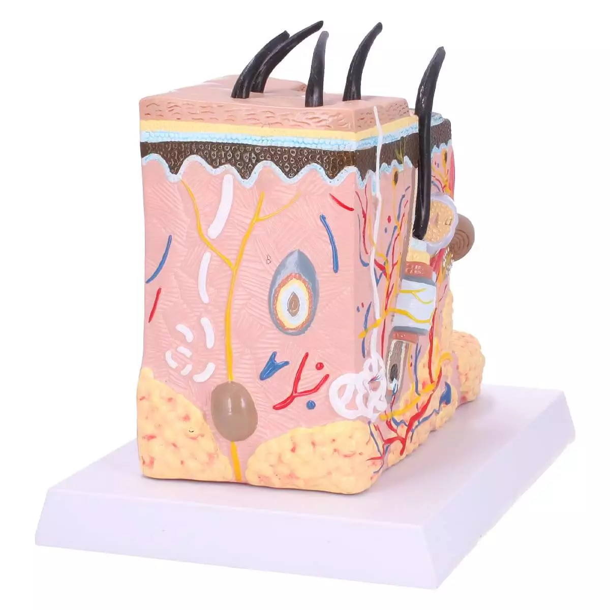  Block Model Human Skin