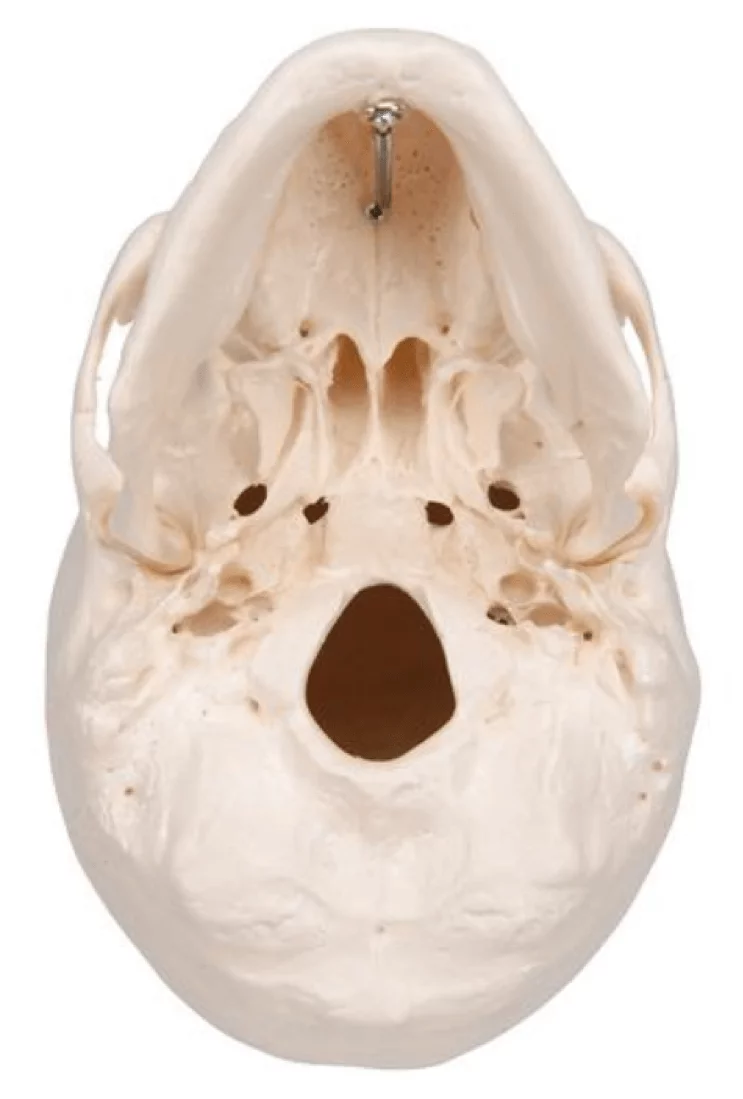  Classic skull - magnetic