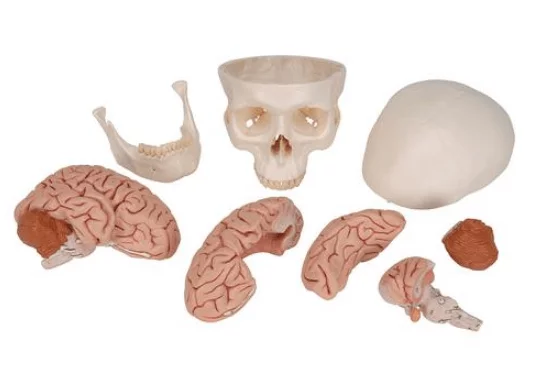  Classic skull with brain