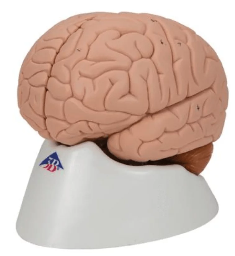  Model brain