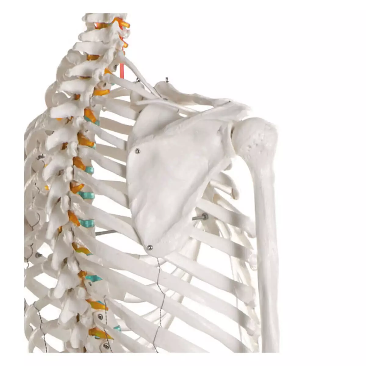  School skeleton "Oscar