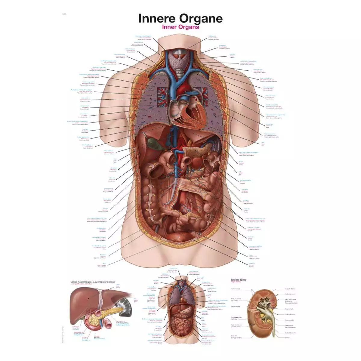  Instructional panel - Internal organs