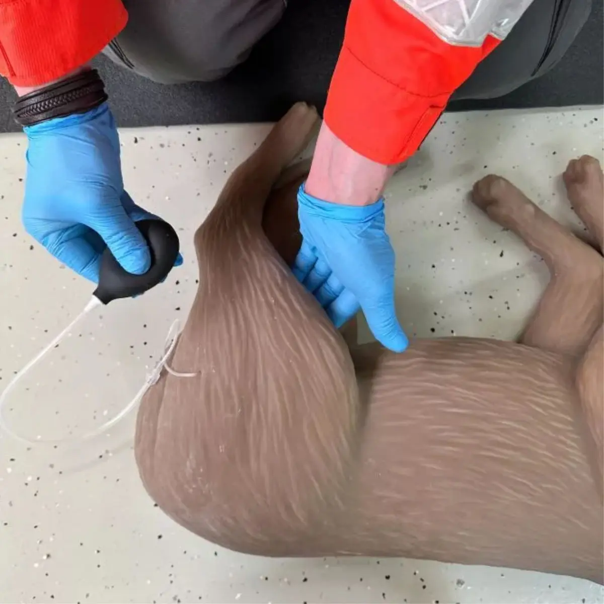 “CooPeR” canine CPR training manikin