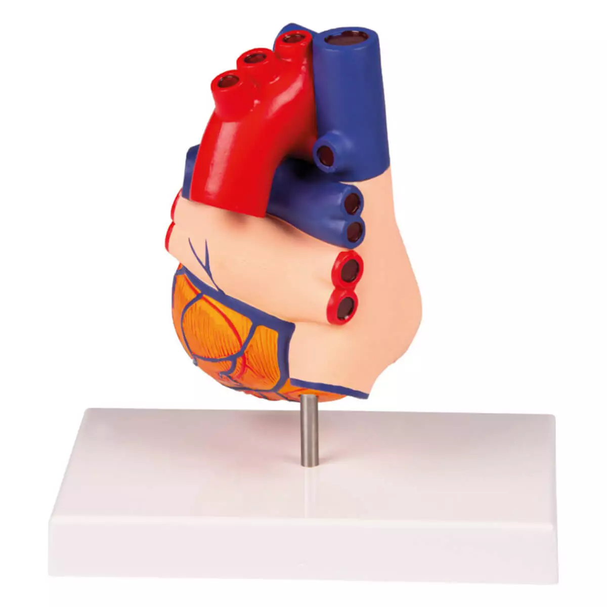  Heart model for EZ Augmented Anatomy App