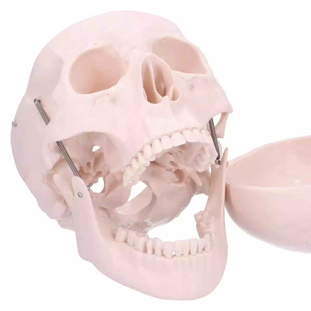  Skull